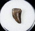 Serrated Theropod Tooth - Two Medicine Formation #17575-2